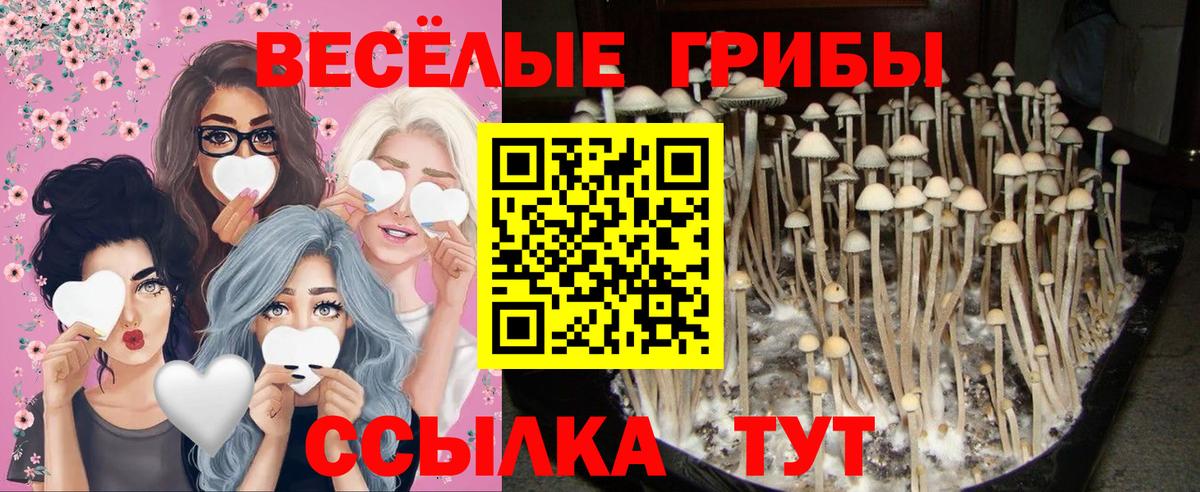 Псилоцибиновые грибы Psilocybine cubensis Сочи